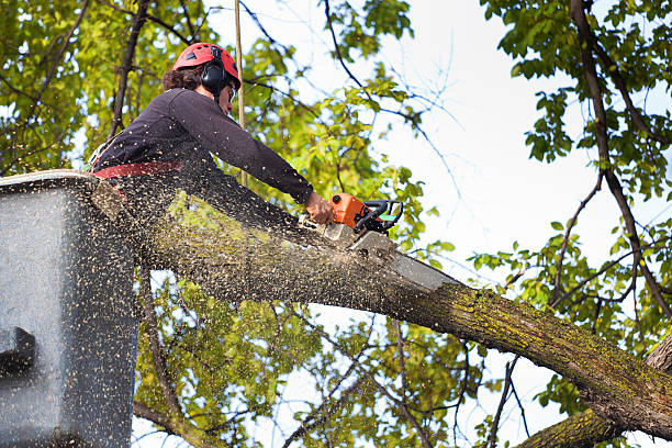 Seasonal Cleanup (Spring/Fall) in Slippery Rock, PA